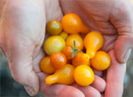 Sleepy Hollow Community Garden