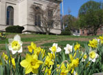 Project Daffodil, Tarrytown, NY