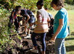Local Students Plant 2,500 Daffodils